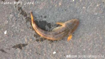 �����Х����ޥ���