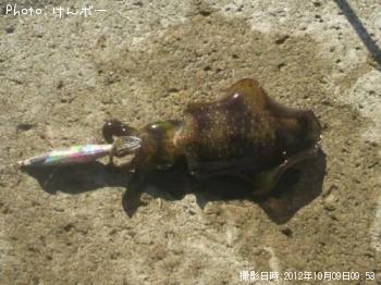 �����ꥤ��