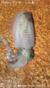 ¥¢¥ª¥ê¥¤¥«