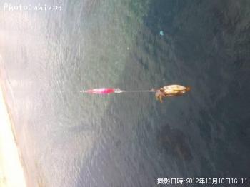 ¥¢¥ª¥ê¥¤¥«