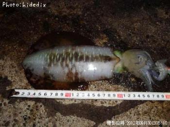 �����ꥤ��