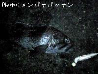 ¥¯¥í¥½¥¤