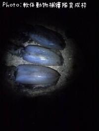 �����ꥤ��