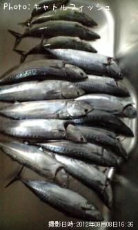 �ޥ륽����