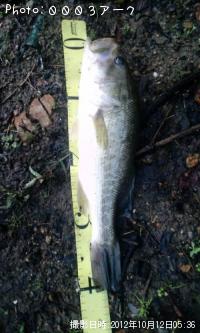 ¥Ö¥é¥Ã¥¯¥Ð¥¹