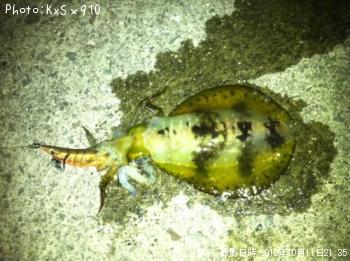 ¥¢¥ª¥ê¥¤¥«