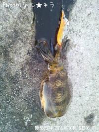 �����ꥤ��