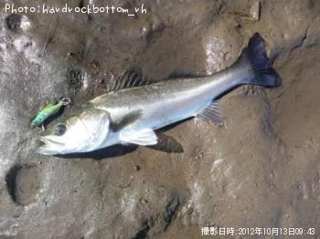 �����Х�