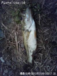 ¥Ö¥é¥Ã¥¯¥Ð¥¹