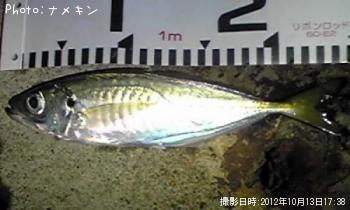 あじ