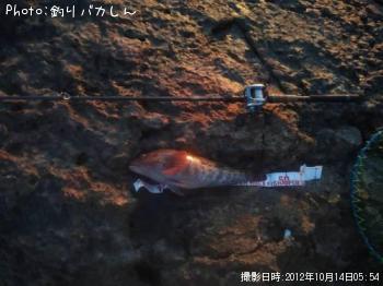 �����ʥ�