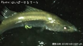 �����Х�