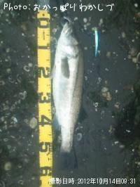 �����Х�