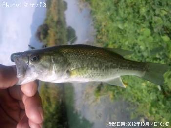 ¥Ö¥é¥Ã¥¯¥Ð¥¹