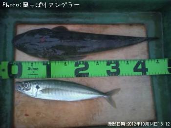 ¥Þ¥´¥Á¡õ¥¢¥¸