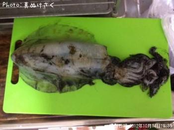 ¥¢¥ª¥ê¥¤¥«