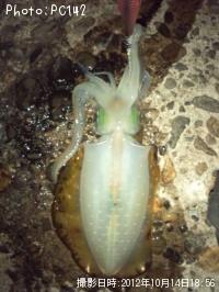 �����ꥤ��