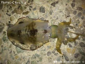 ¥¢¥ª¥ê¥¤¥«