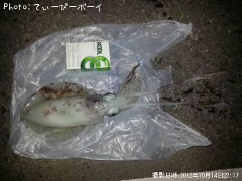 ¥¢¥ª¥ê¥¤¥«