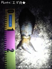 ¥¢¥ª¥ê¥¤¥«