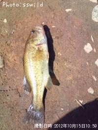 �֥�å��Х�