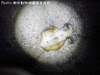 �����ꥤ��