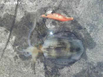 ¥¢¥ª¥ê¥¤¥«