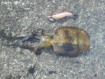 ¥¢¥ª¥ê¥¤¥«