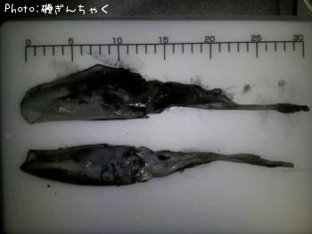 ¥¢¥ª¥ê¥¤¥«