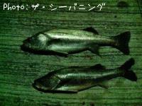 �����Х�