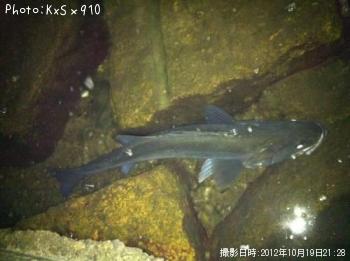 �����Х�