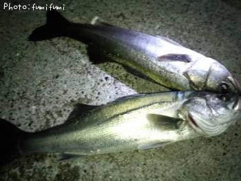 ¥·¡¼¥Ð¥¹¡¡