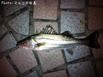 �����Х�