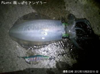 ¥¢¥ª¥ê¥¤¥«