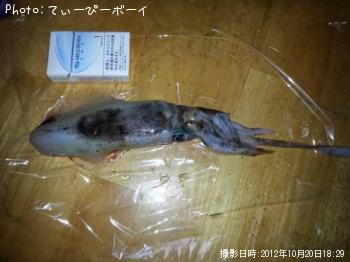 ¥¢¥ª¥ê¥¤¥«