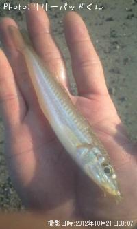 �ѡ���ԥ󥯤ε��ؿ�