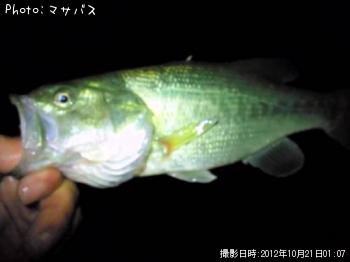 ¥Ö¥é¥Ã¥¯¥Ð¥¹¡¡¥Ê¥Þ¥º