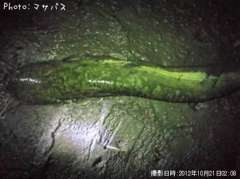 ¥Ö¥é¥Ã¥¯¥Ð¥¹¡¡¥Ê¥Þ¥º