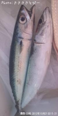 ���С�����