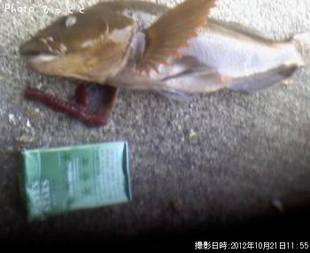 �����ʥ�