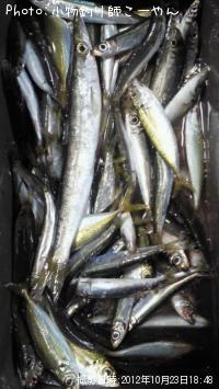 ¥¢¥¸¡¡¥¤¥ï¥·