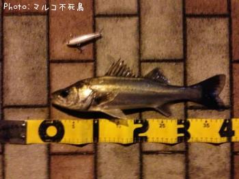 �����Х�