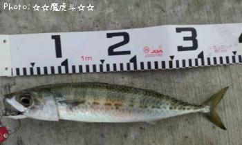 ���ޥ���