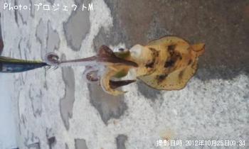 ¥¢¥ª¥ê¥¤¥«