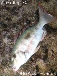 �ޥȥե��ե�