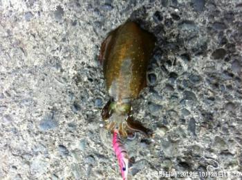 ¥¢¥ª¥ê¥¤¥«