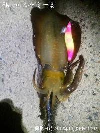 ¥¢¥ª¥ê¥¤¥«