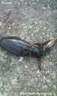 ¥¢¥ª¥ê¥¤¥«