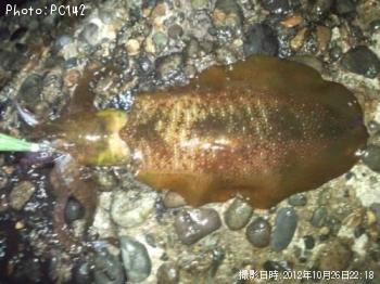 �����ꥤ��