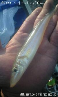 パールピンクの貴婦人